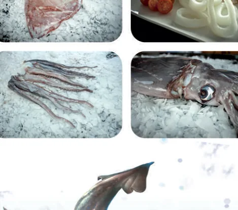 Peruanische Anchoveta (Engraulis ringens) — wild pelagisch aus chilenischen Gewässern