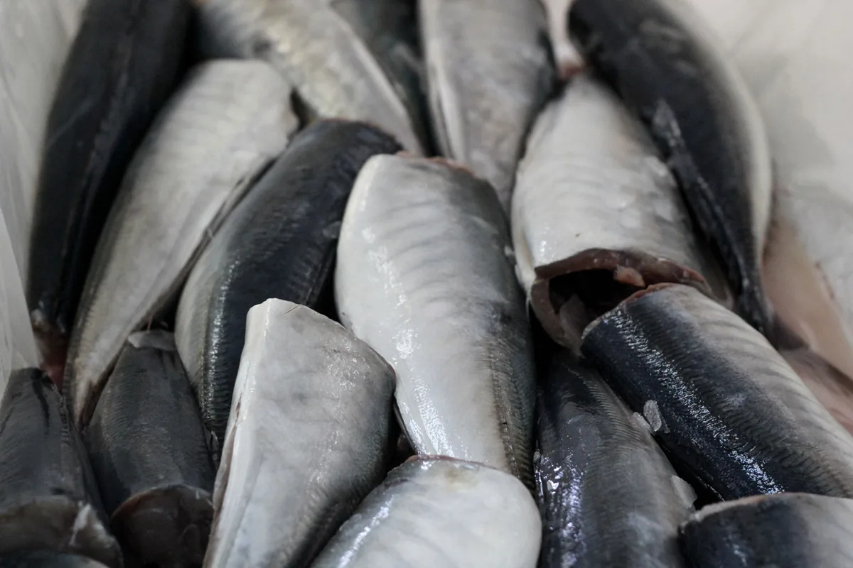 Tiefgefrorene Makrele Ganzrund, H&G und Filets — FoodCorp Chile