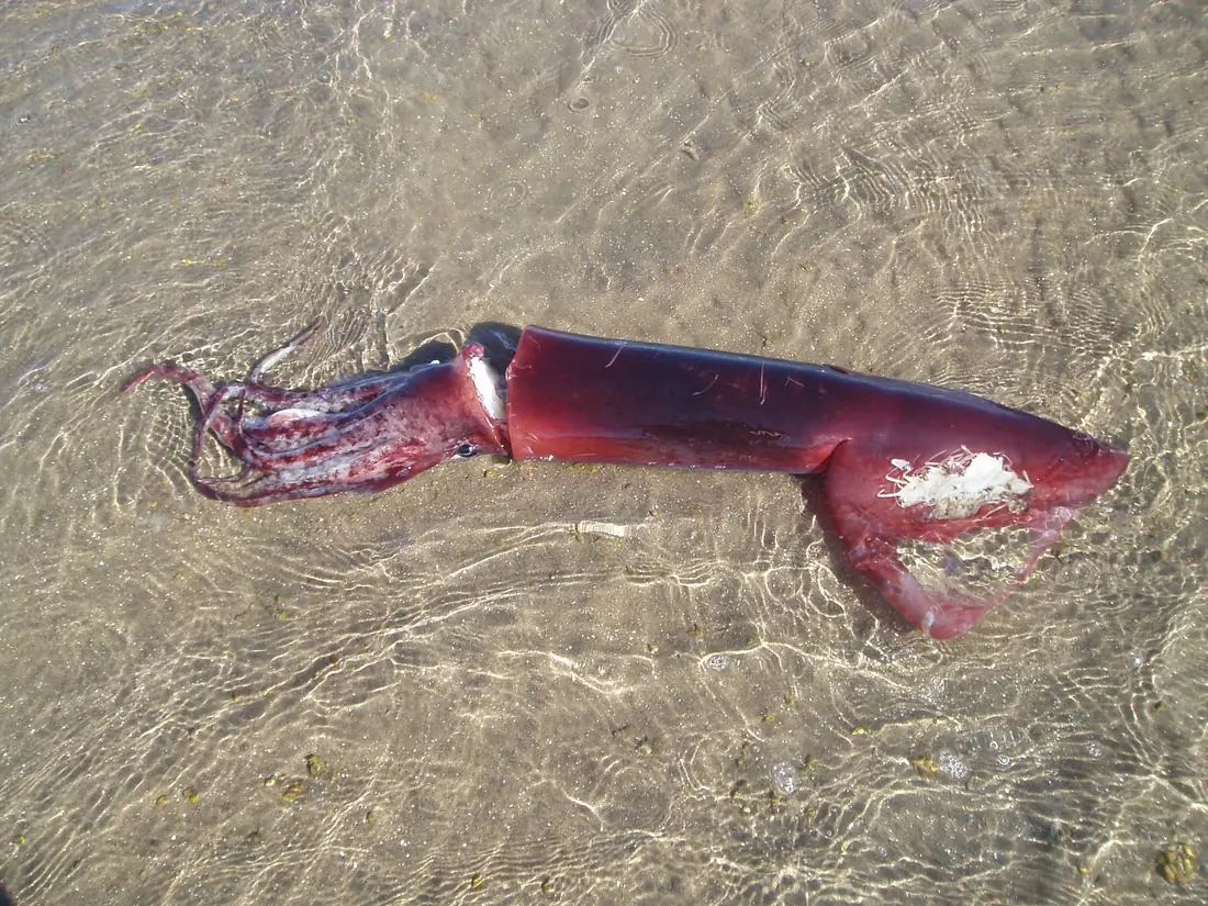 Riesenkalmar (Dosidicus gigas / Humboldt squid) — Wildfang im Südpazifik