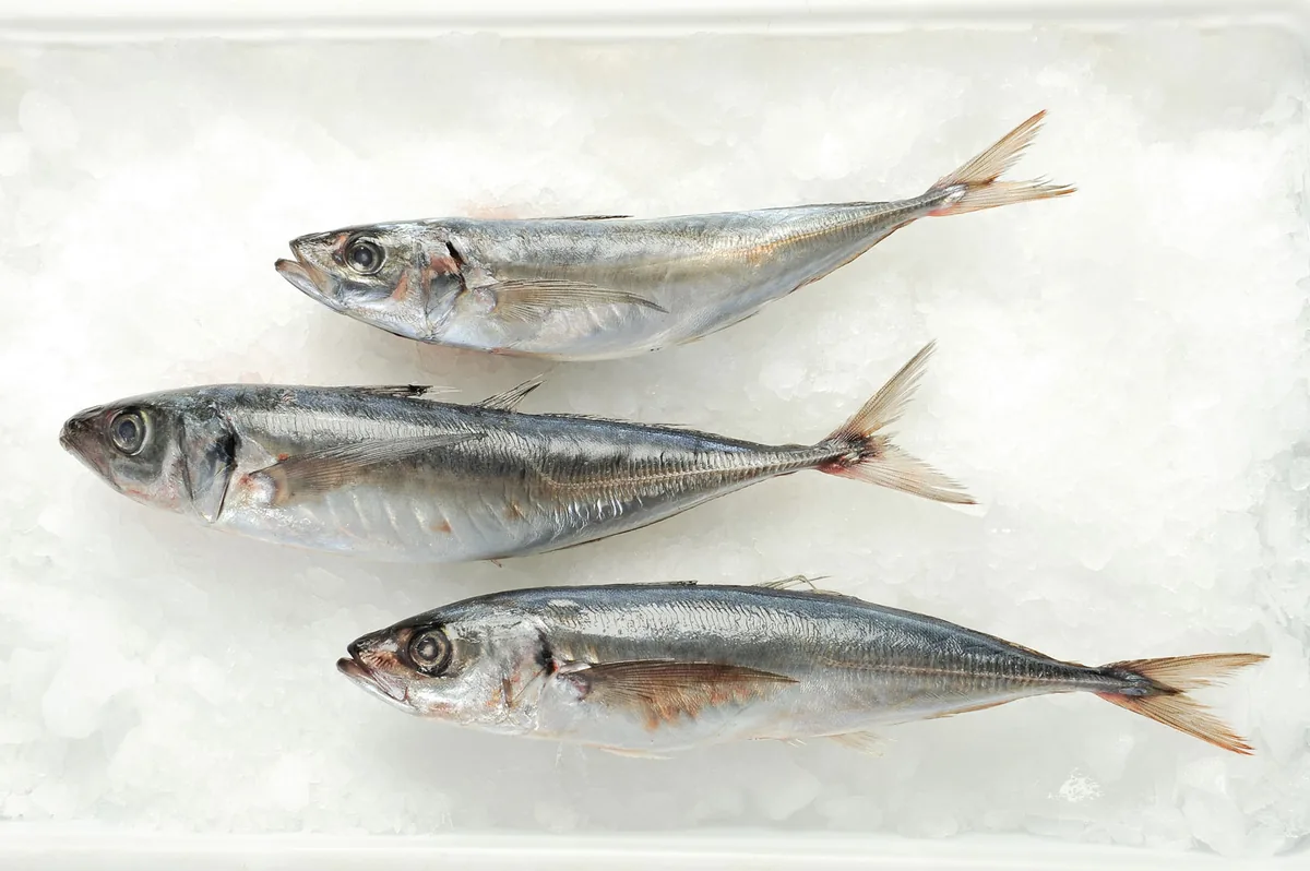 Pazifische Scomber-Makrele (Scomber japonicus) — wild pelagisch aus Chile