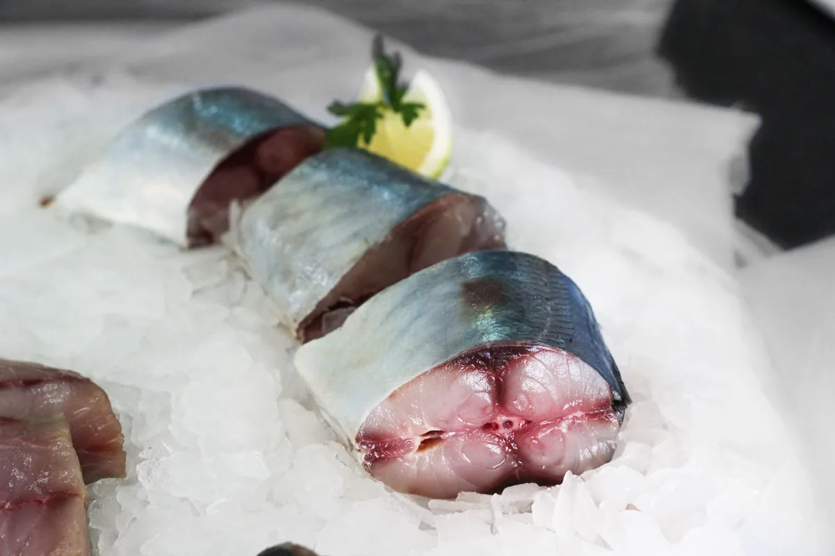 Chilenische Sardine (Strangomera bentincki / Araucarian herring)