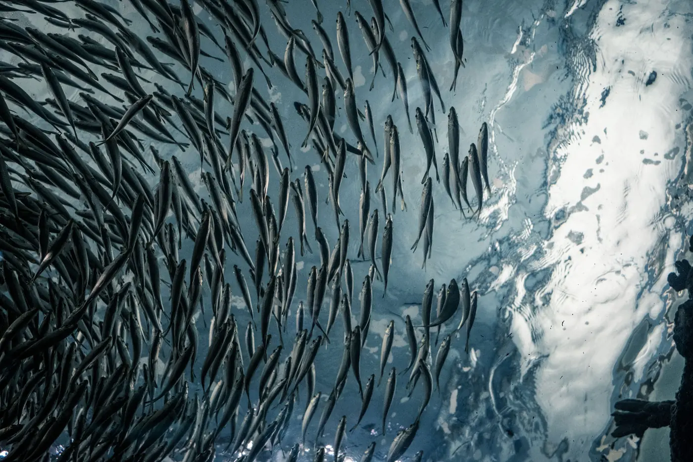 Südpazifik — Herkunftsgewässer der pelagischen Fischereien von FoodCorp Chile